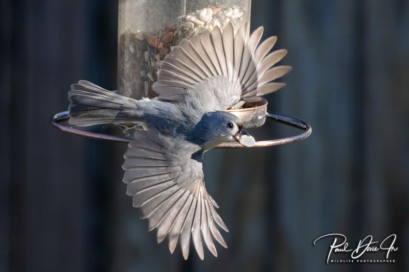 Tufted Titmouse