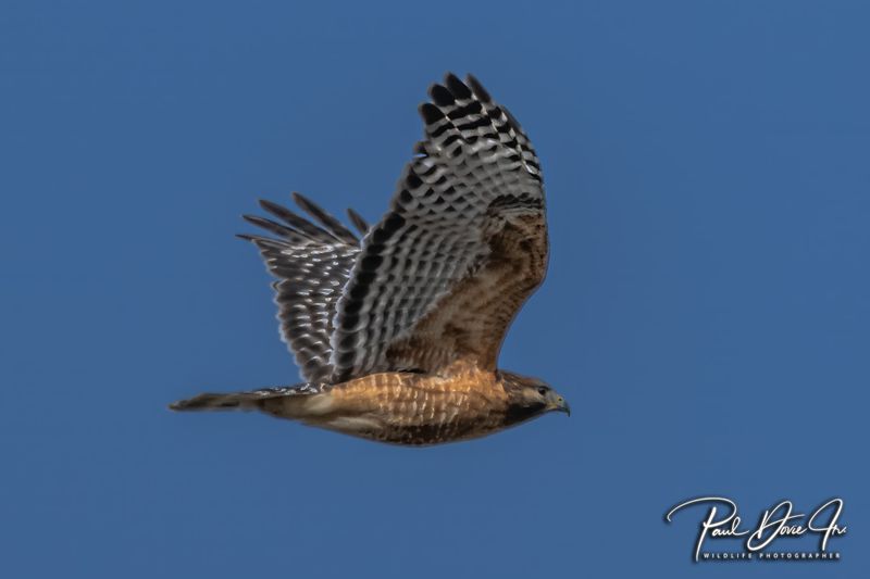 Red-shouldered Hawk