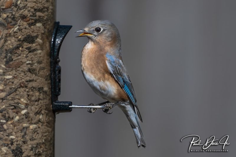 Eastern Bluebird
