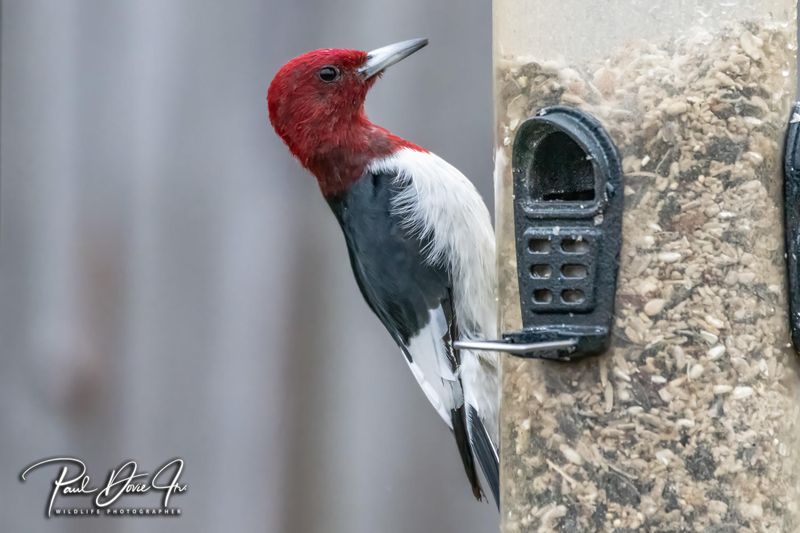 Red-headed Woodpecker
