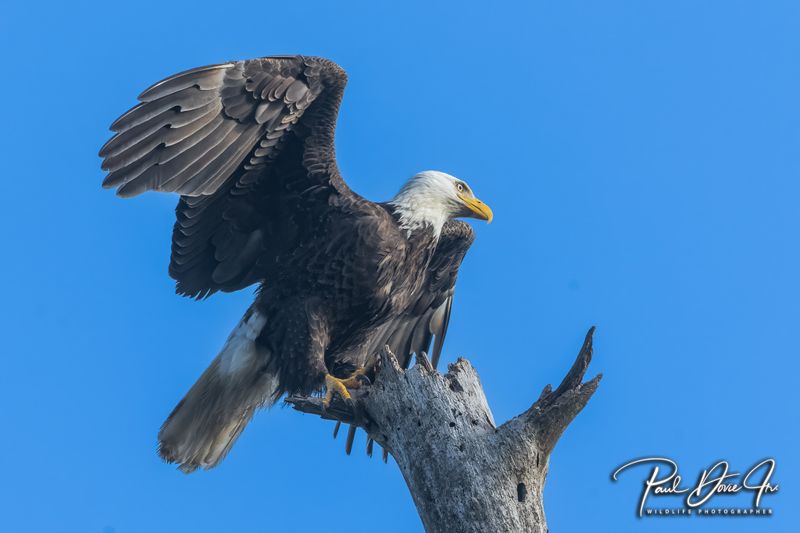 DI Bald Eagle