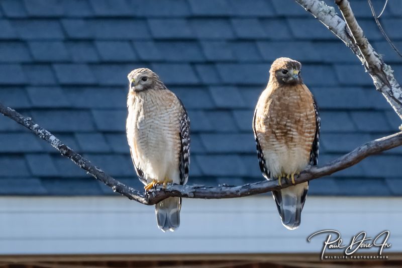 Red-shouldered Hawk