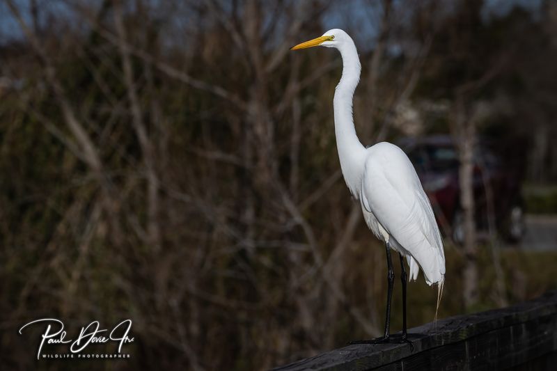 Great Egret