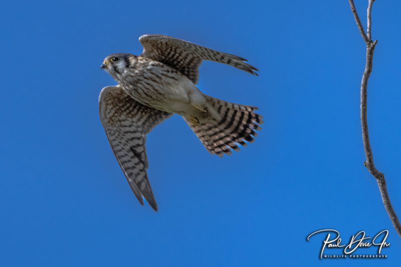 American Kestrel