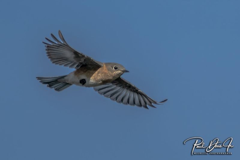 Eastern Bluebird