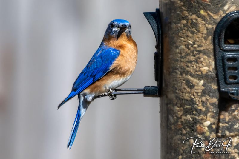 Eastern Bluebird
