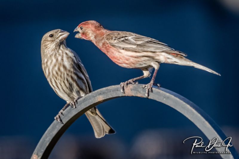 House Finch
