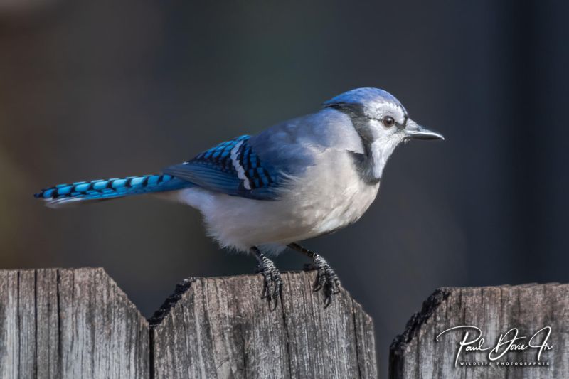 Blue Jay