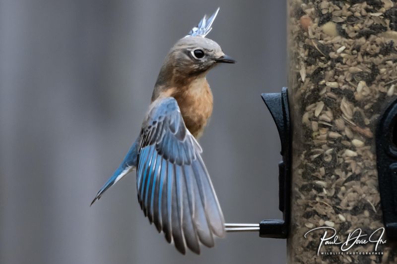 Eastern Bluebird