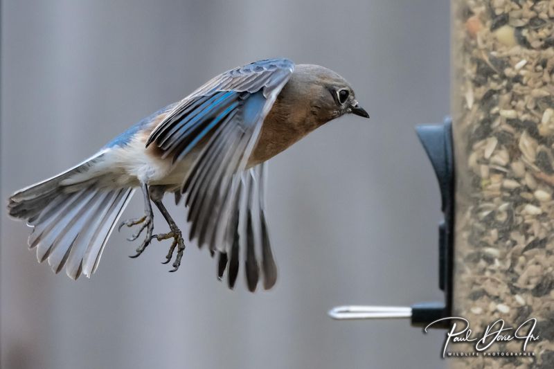 Eastern Bluebird