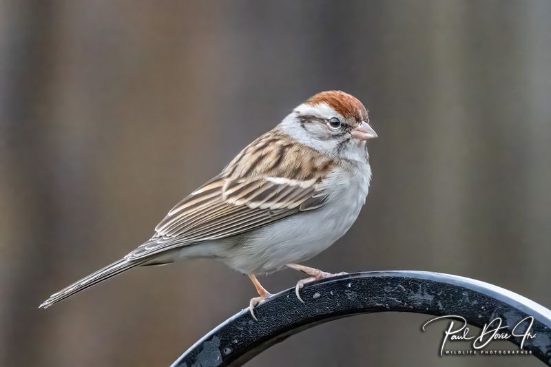 Chipping Sparrow