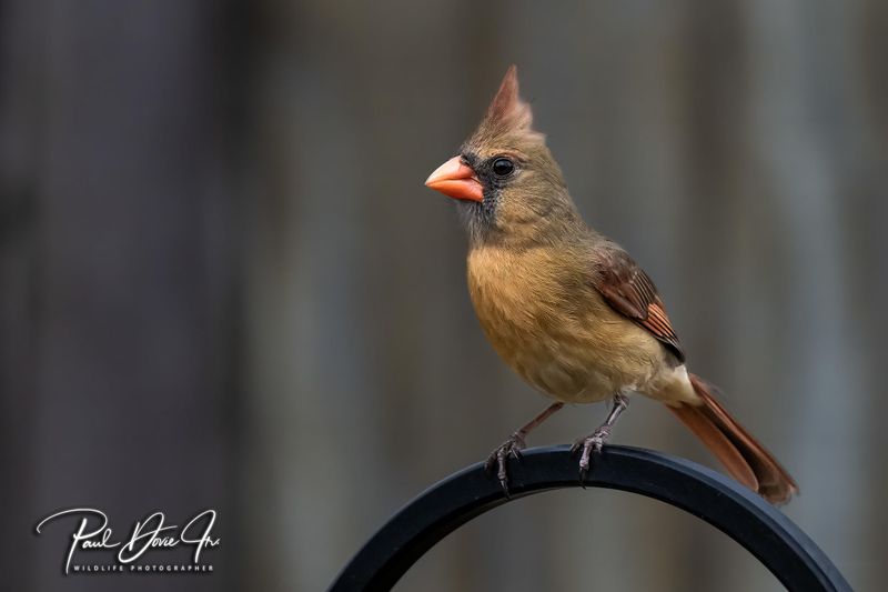 Female Northern Cardinal