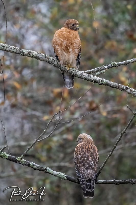 Red-shouldered Hawk