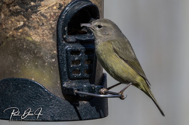 Orange-crowned Warbler
