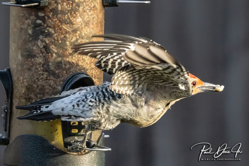 Red-bellied Woodpecker