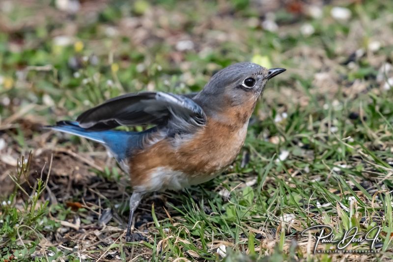 Eastern Bluebird