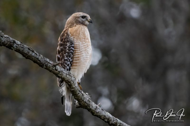 Red-shouldered Hawk