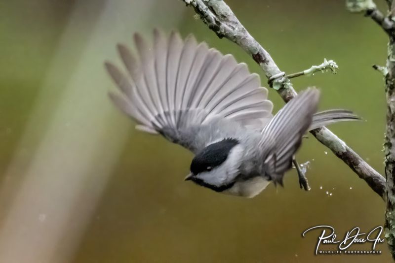 Carolina Chickadee