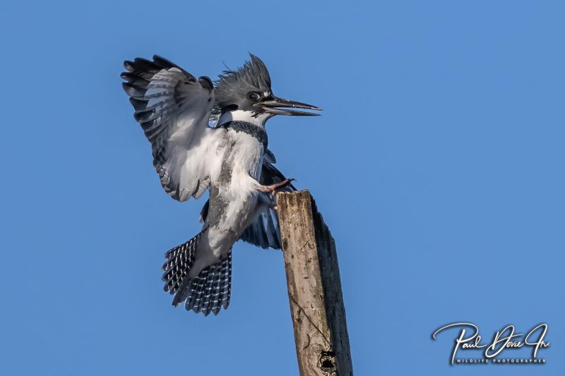 Belted Kingfisher