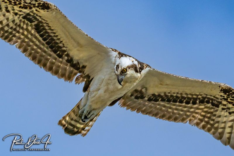 DI Osprey