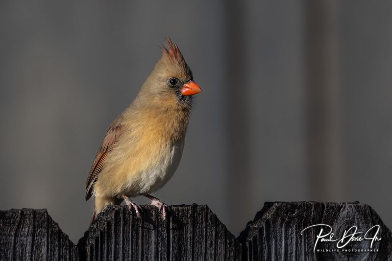 Northern Cardinal