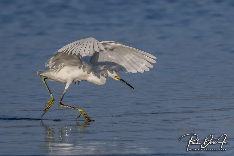 DI Snowy Egret