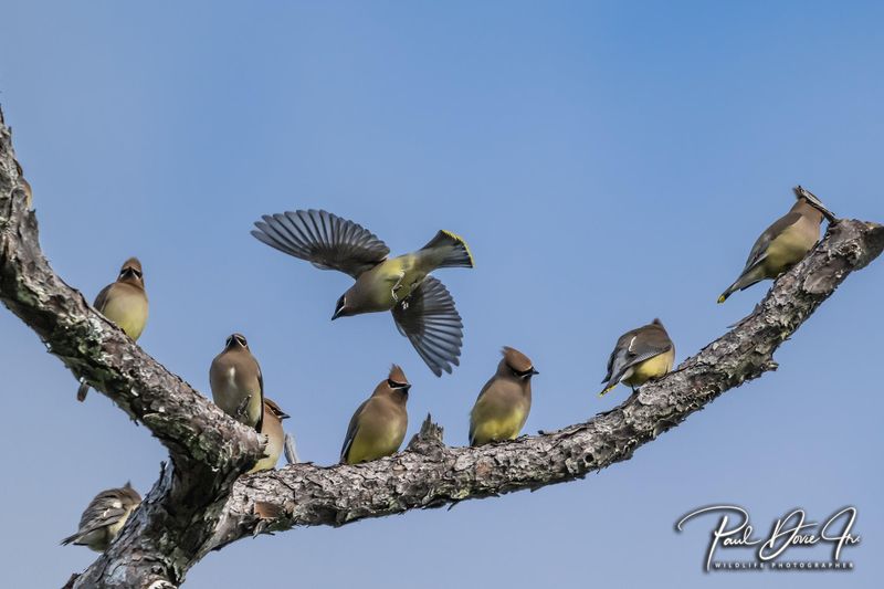 DI Cedar Waxwing