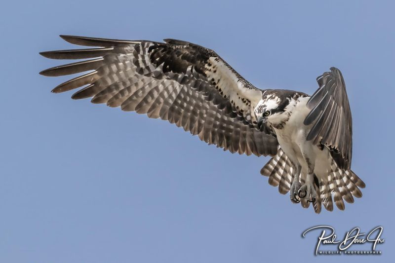 DI Osprey