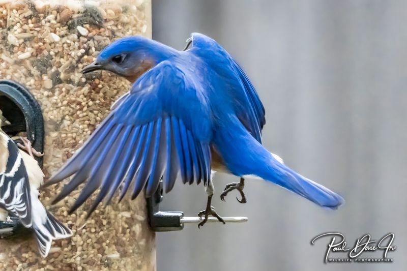 Eastern Bluebird