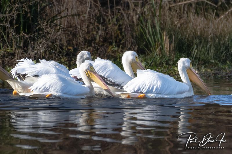 White Pelican