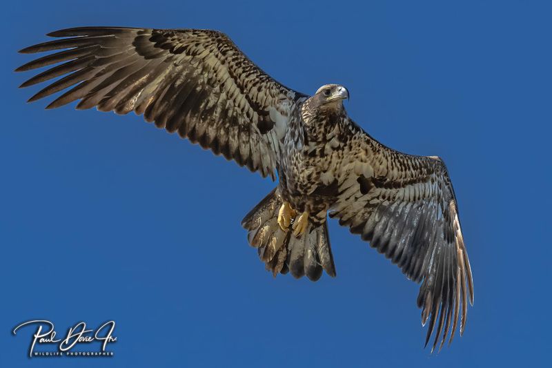 Juvenile Bald Eagle