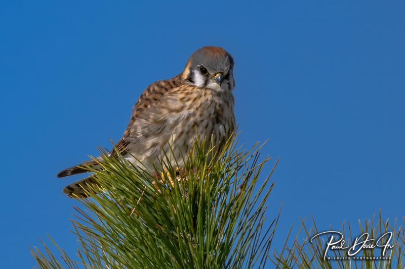American Kestrel