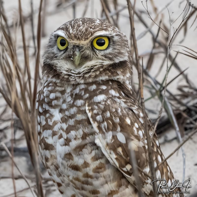 Burrowing Owl