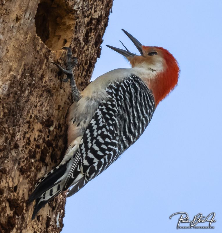 Red-bellied Woodpecker