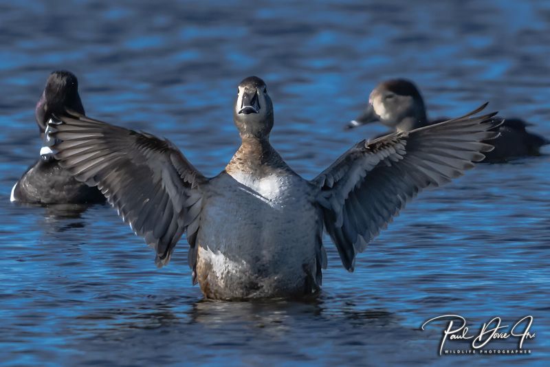 Ring-necked Duck