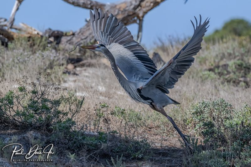 Great Blue Heron