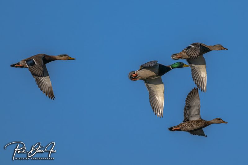 Mallards