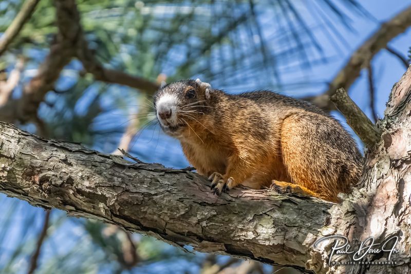  Fox Squirrel