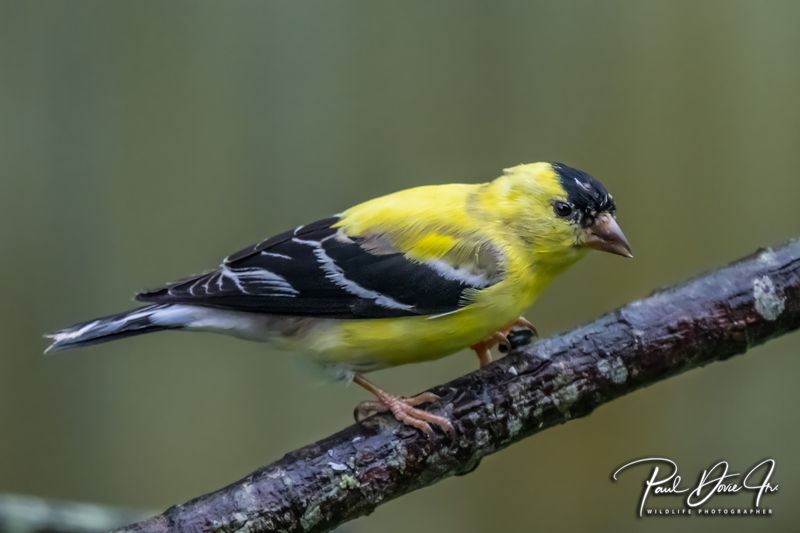 American Goldfinch