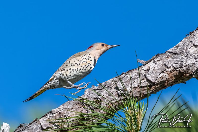 Northern Flicker