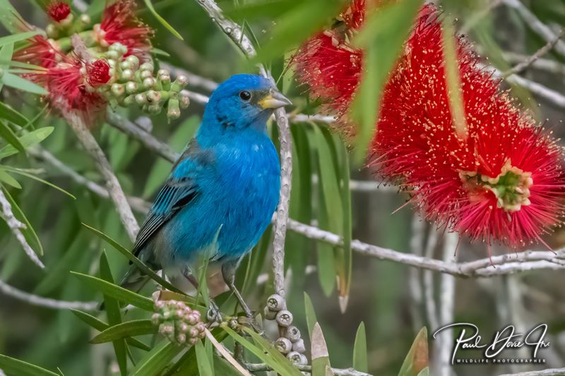 Indigo Bunting