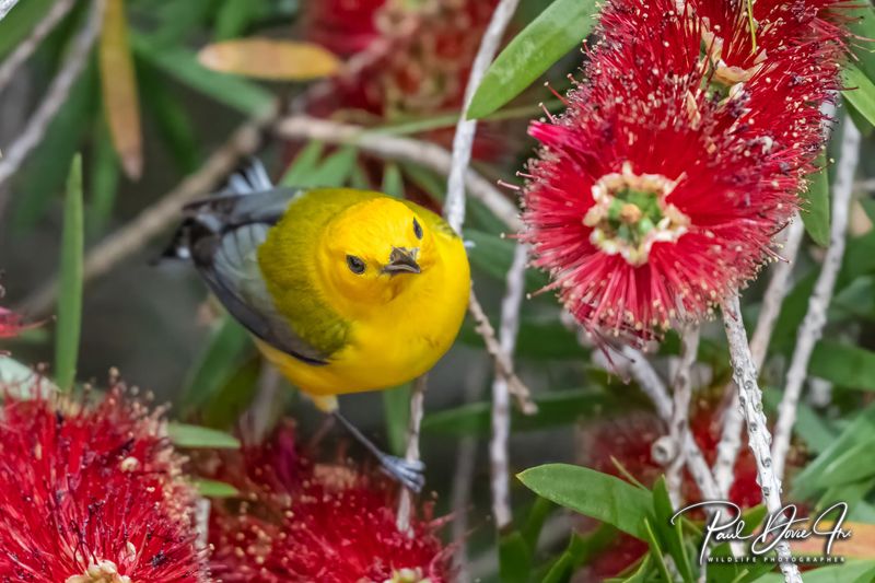 Prothonotary Warbler