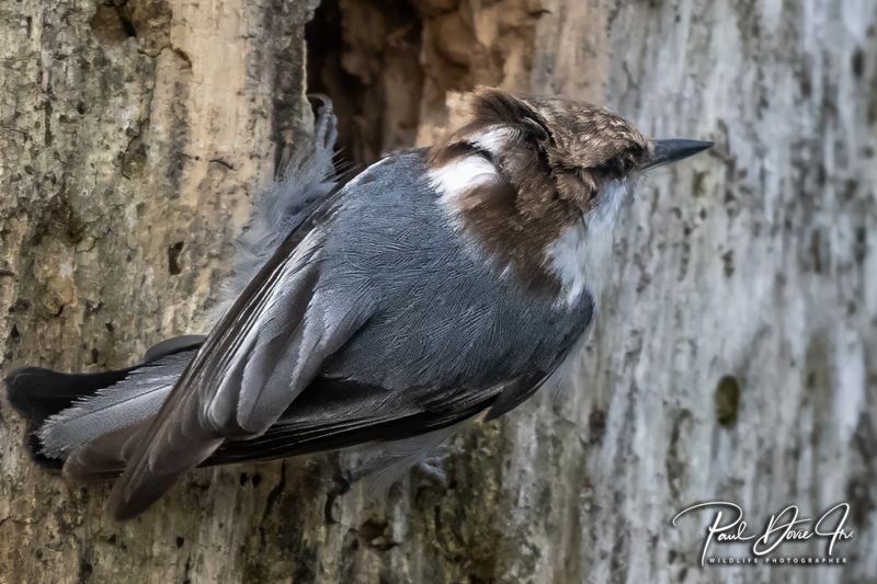 Brown-headed Nuthatch