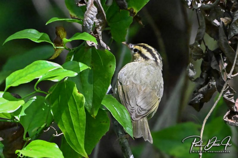 Worm-eating Warbler