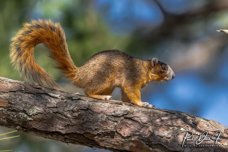 Fox Squirrel