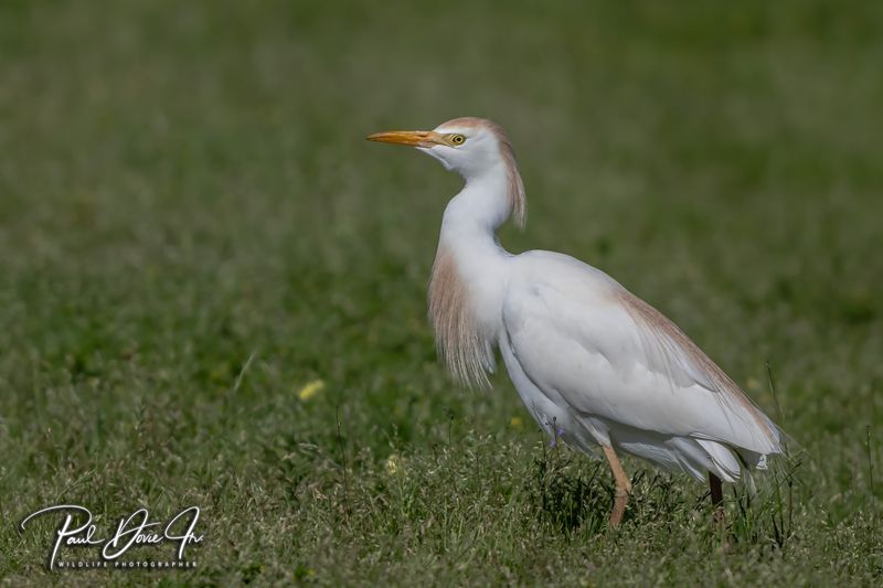 Cattle Egret