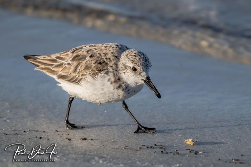 Sanderling