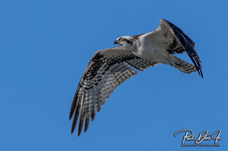 Osprey