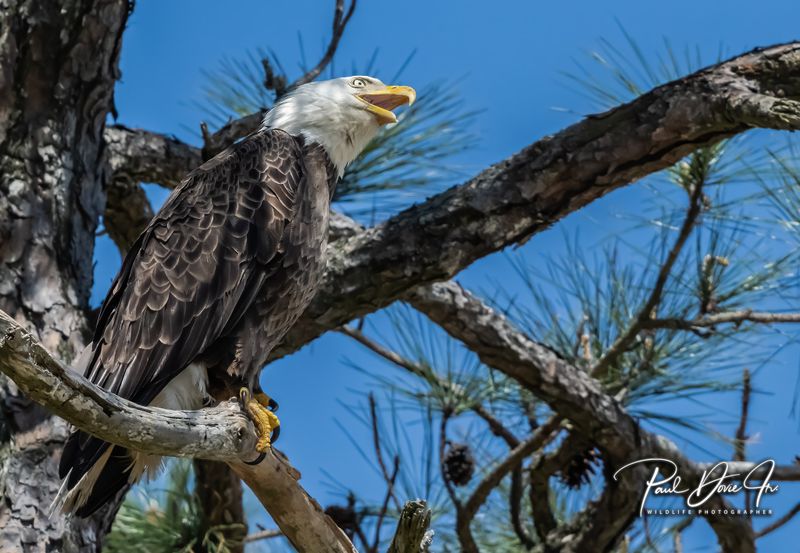 Bald Eagle Calling for It's Mate