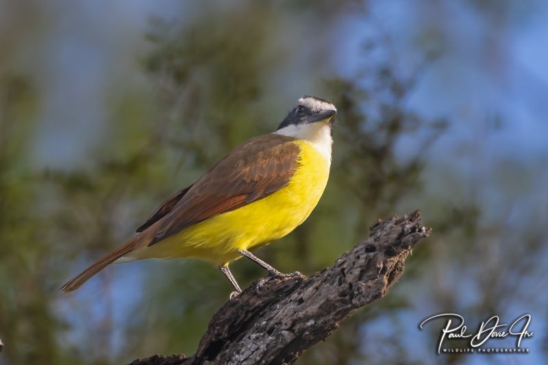 Great Kiskadee